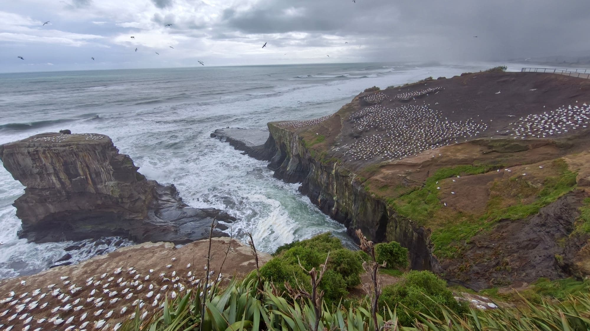 The gannet colony at Muriwai