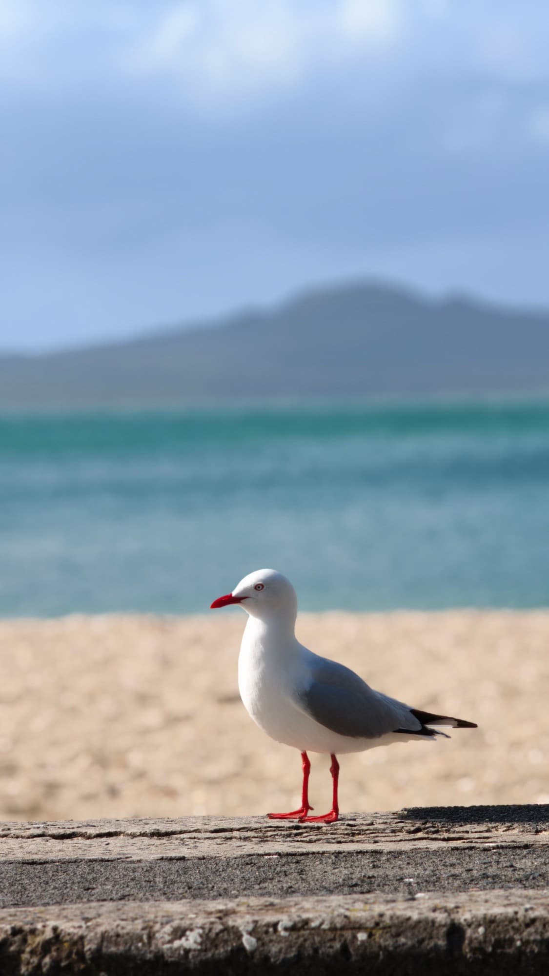 A red-billed gull, with Rangitoto behind