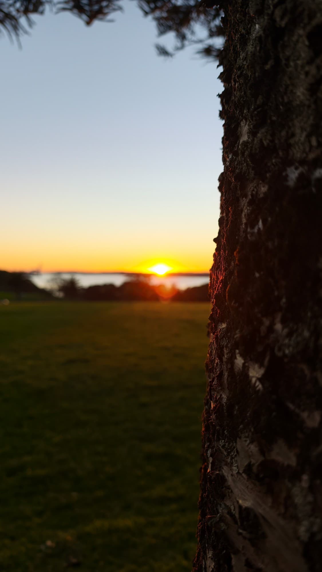 Sunset beside an old tree